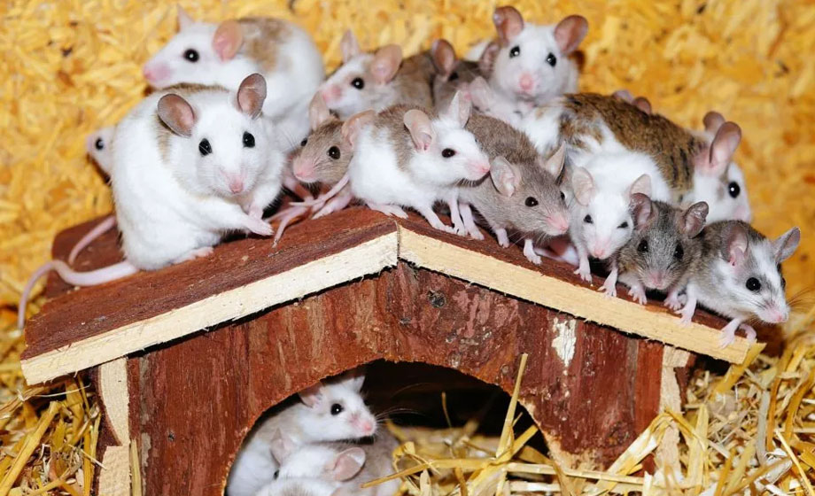 Guide to Roofing Terms for Dummies Empire UPVC